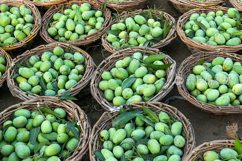 raw green fresh mangoes in the baskets in fruit market for sale